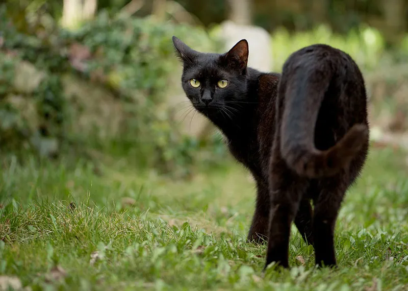中华田园猫之黑猫（玄猫）品种介绍