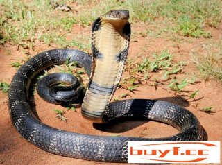世界上体型最长的毒蛇，眼镜王蛇最长达5.6米(世界上最长的蛇,眼镜王蛇居然有