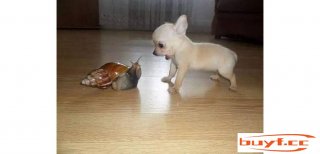 非洲大蜗牛——从宠物到“田园杀手” (非洲大蜗牛当宠物)