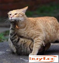 橘猫：没有什么对手是靠体重打败不了的！(橘猫很厉害吗)