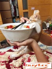 网友表示橘猫真的很贪吃，她家的从小就会这样，好无奈！(橘猫都贪吃吗)