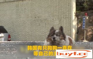 韩国一只狗狗原地等了主人10年，不肯离开，主人搬家时将它抛弃