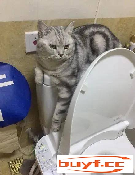 能管管猫吗？我们想上厕所