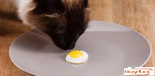 猫可以吃蛋黄吗（猫吃蛋黄有甚么用）