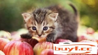 猫可以吃哪几种生果(猫能吃的20种生果)