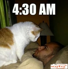 猫咪天天早上叫起床(猫咪天天早上起床打喷嚏)