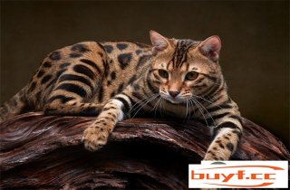 孟加拉豹猫几多钱一只 怎样豢养